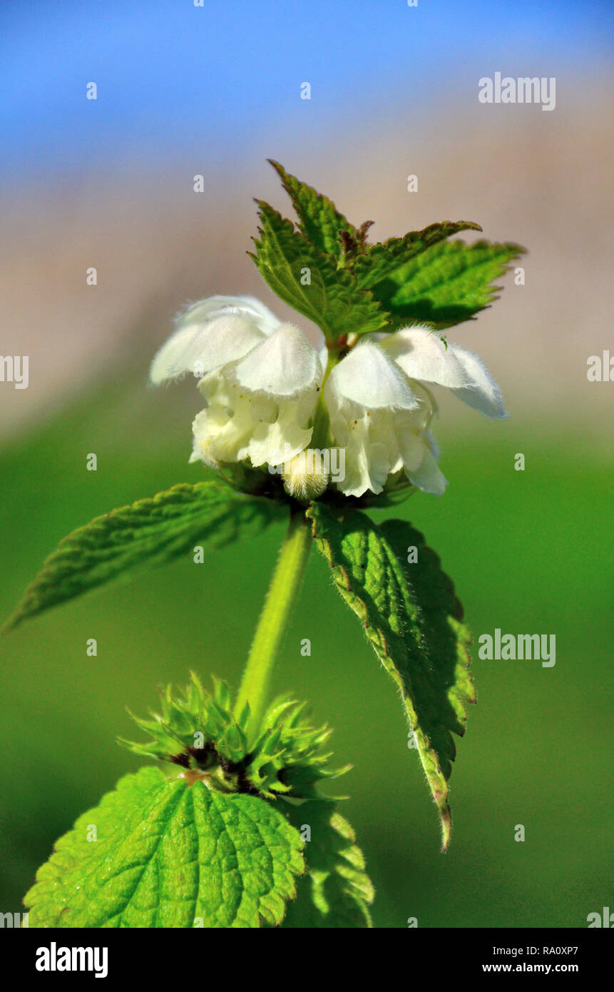 White wild flower - Deadnettle, an old medicinal plant Stock Photo