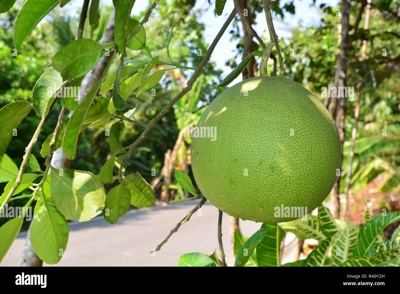 Pomelo tree hires stock photography and images Alamy