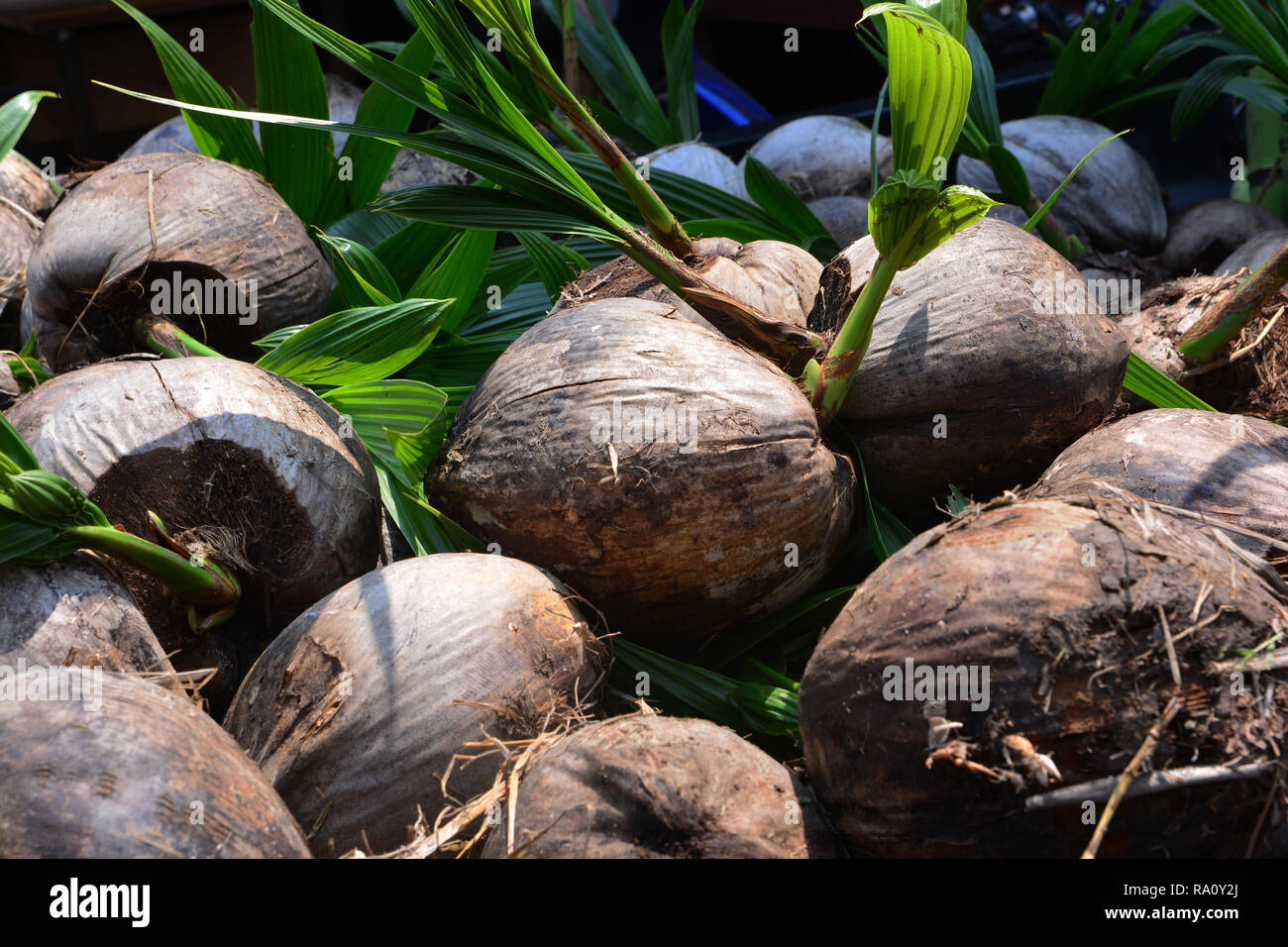 Young coconut palm tree sprout hires stock photography and images Alamy