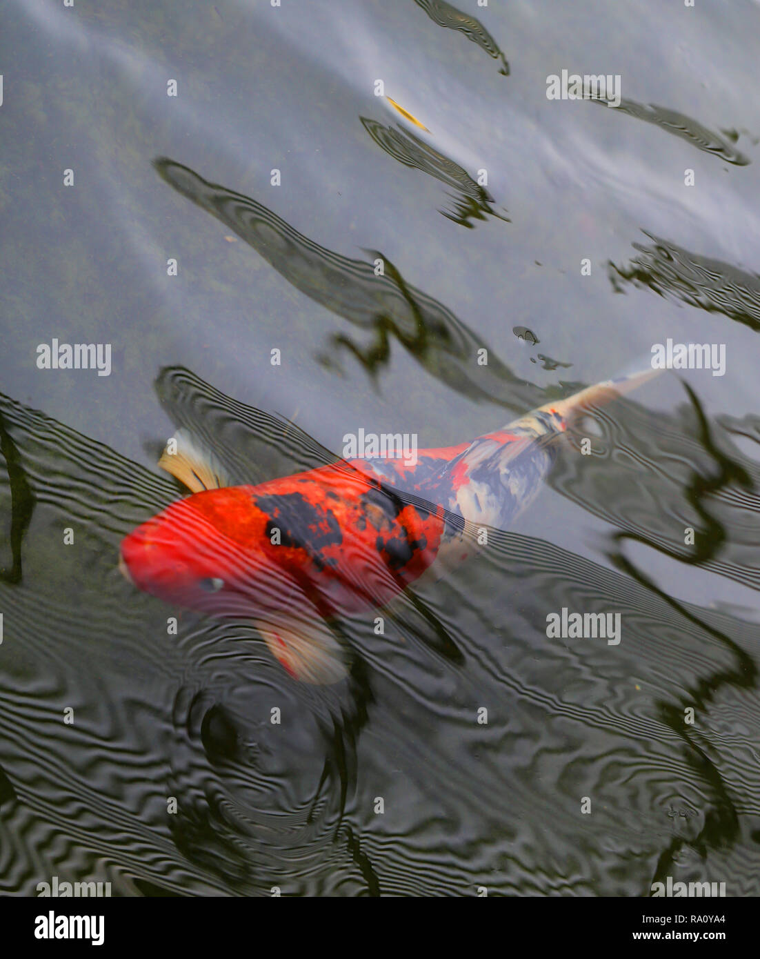 Bright macro photo of red carp fish in clear water of a reservoir Stock Photo