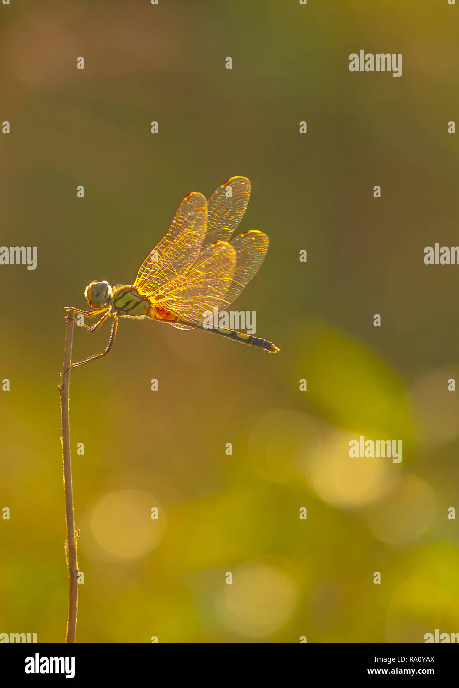 Golden wings hi-res stock photography and images - Alamy