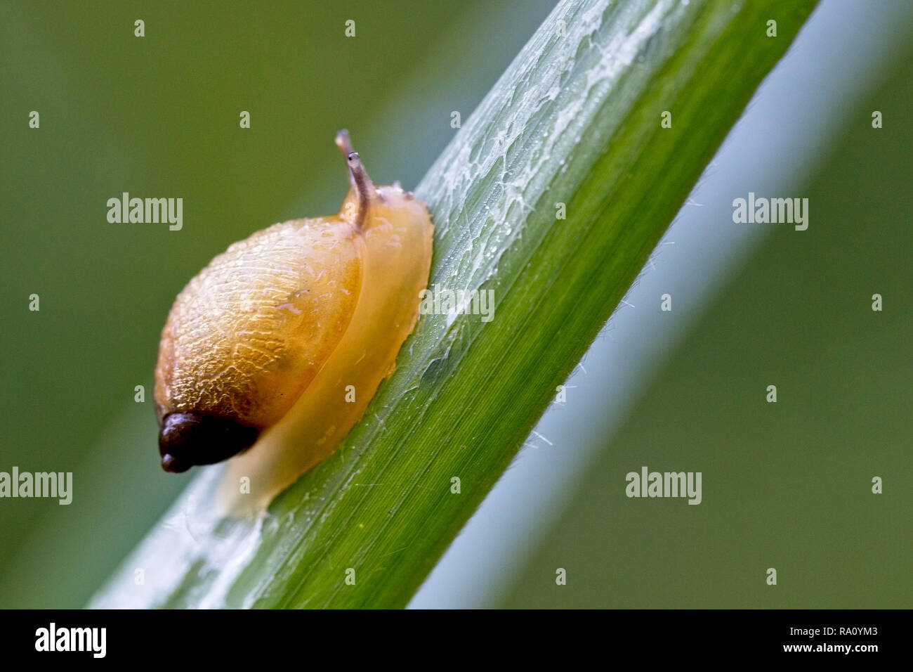 A small European land snail, (Oxyloma sp or Succinea putris), Exminster Marshes, Devon, UK. Stock Photo