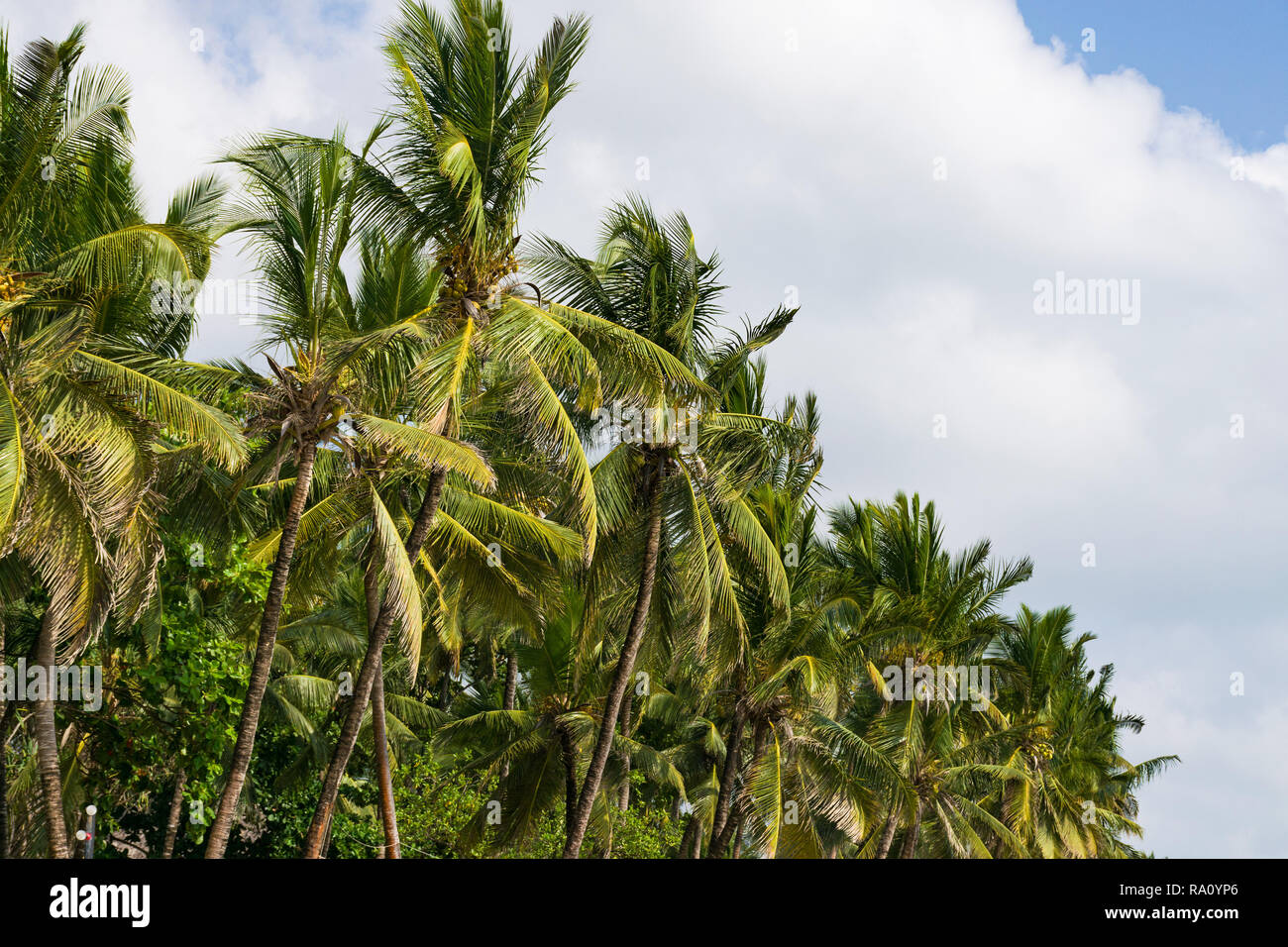 Coconut palm trees ( Arecaceae or Cocos nucifera ) in early morning light against a blue sky with light white clouds Stock Photo