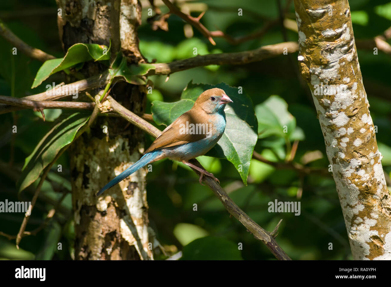 A female Red-cheeked cordon-bleu ( Uraeginthus bengalus ) perched on a branch of a tree, Kenya, East Africa Stock Photo