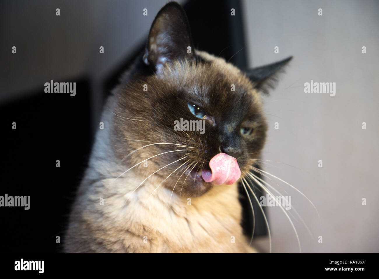 Licked hires stock photography and images Alamy