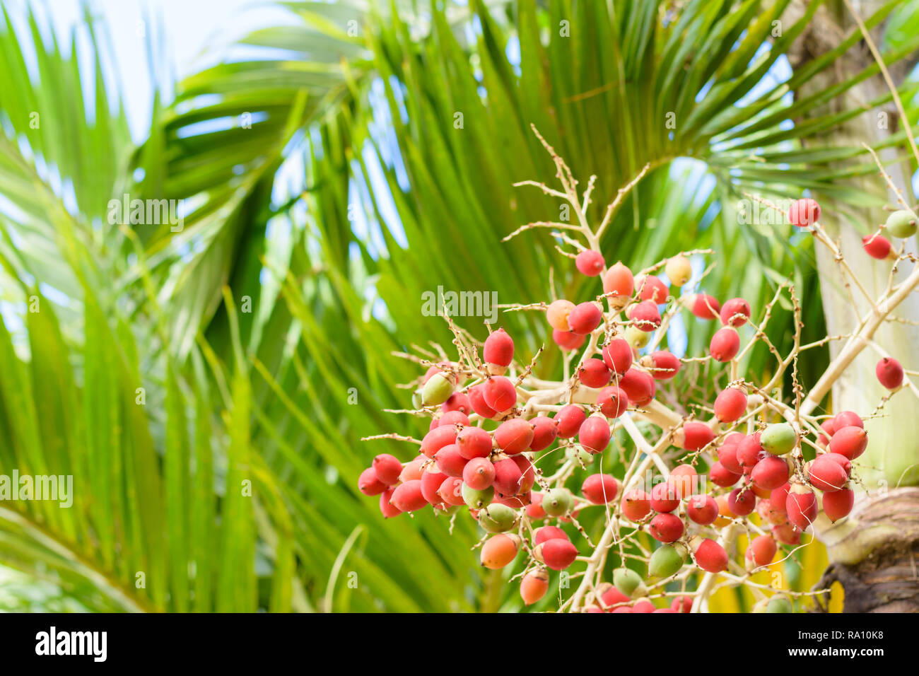 Manila palm. Red tropical berries Fruit of the Christmas Palm Stock