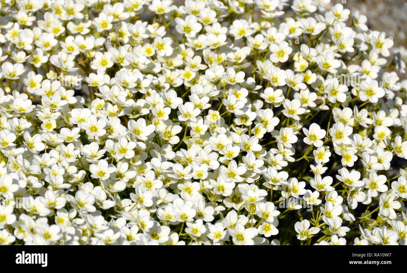 Big group white saxifrage flowers Stock Photo