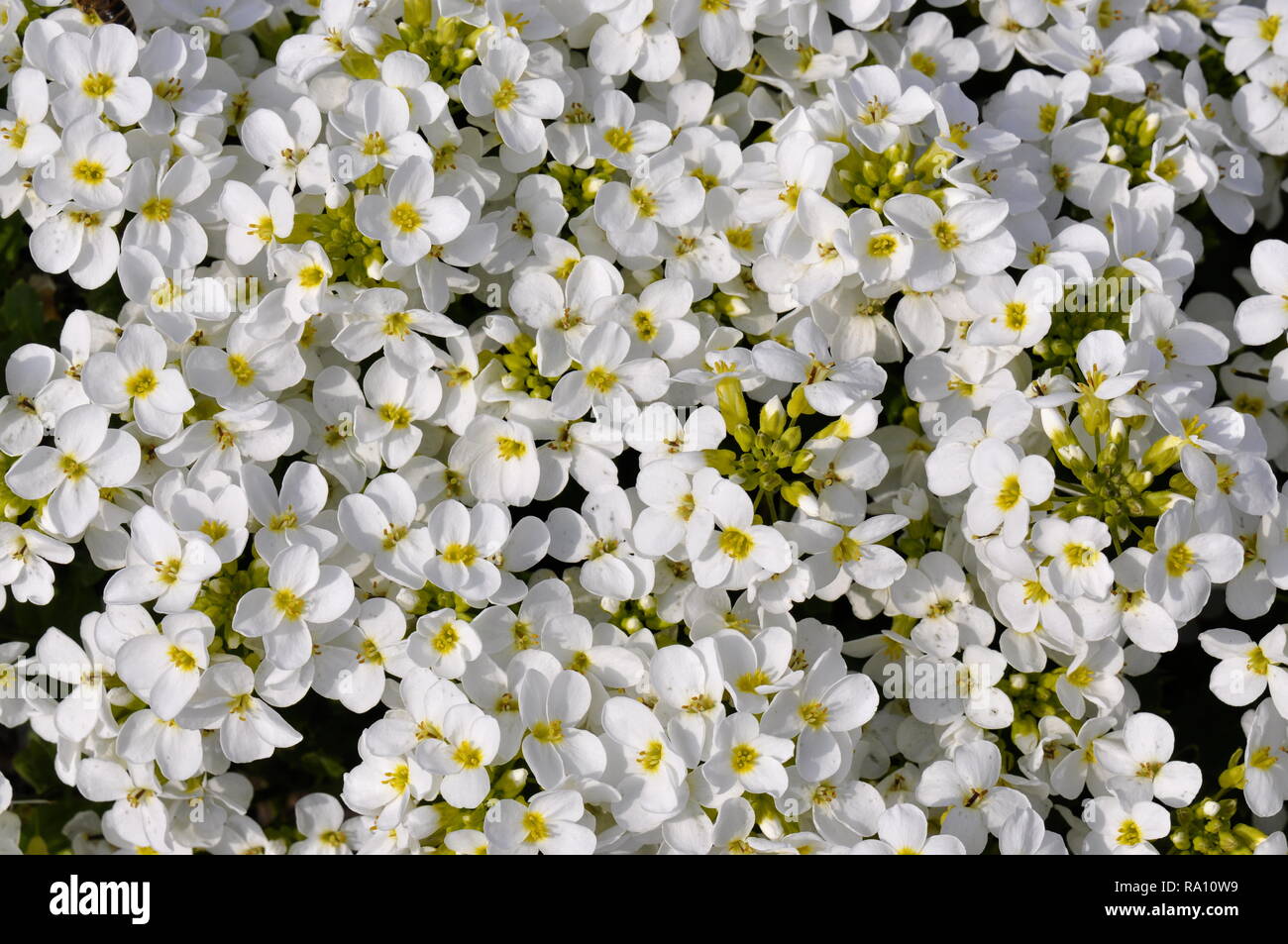 Flowering Alpine rock-cress Arabis alpina Stock Photo