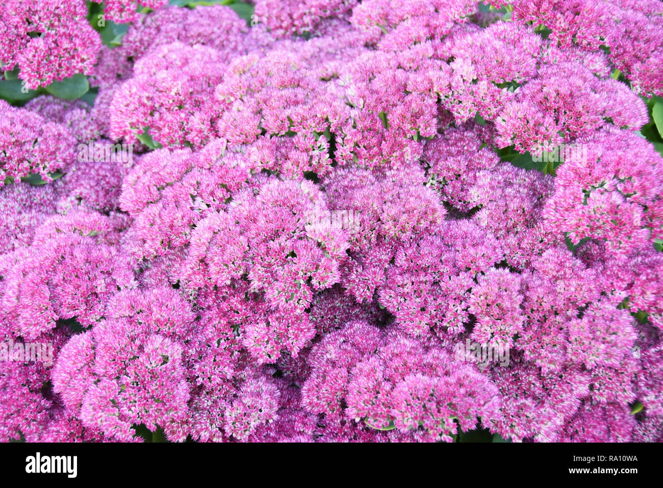 Flowering showy stonecrop plant Hylotelephium spectabile Stock Photo