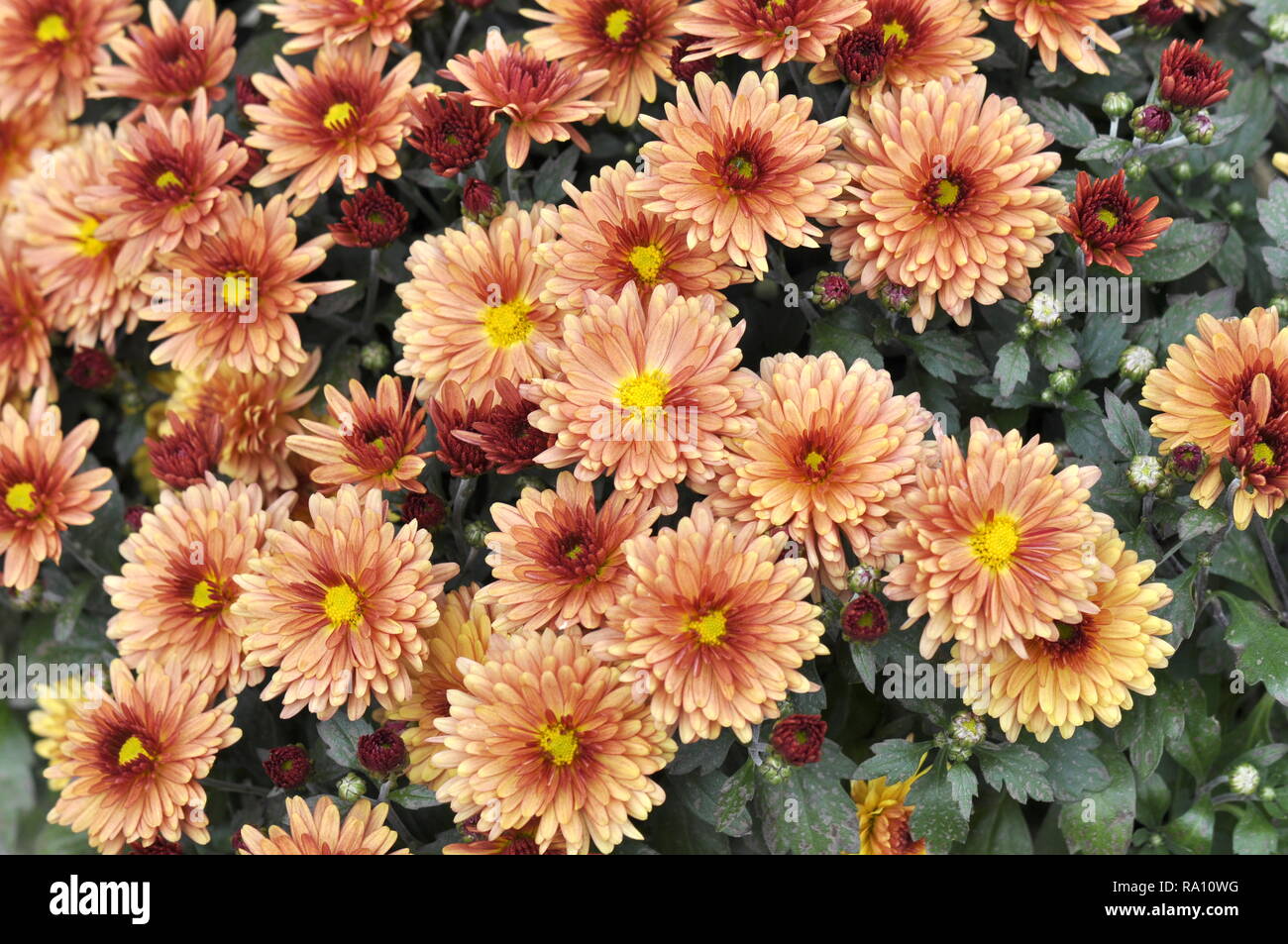 Closeup on big group of orange daisy flowers Stock Photo
