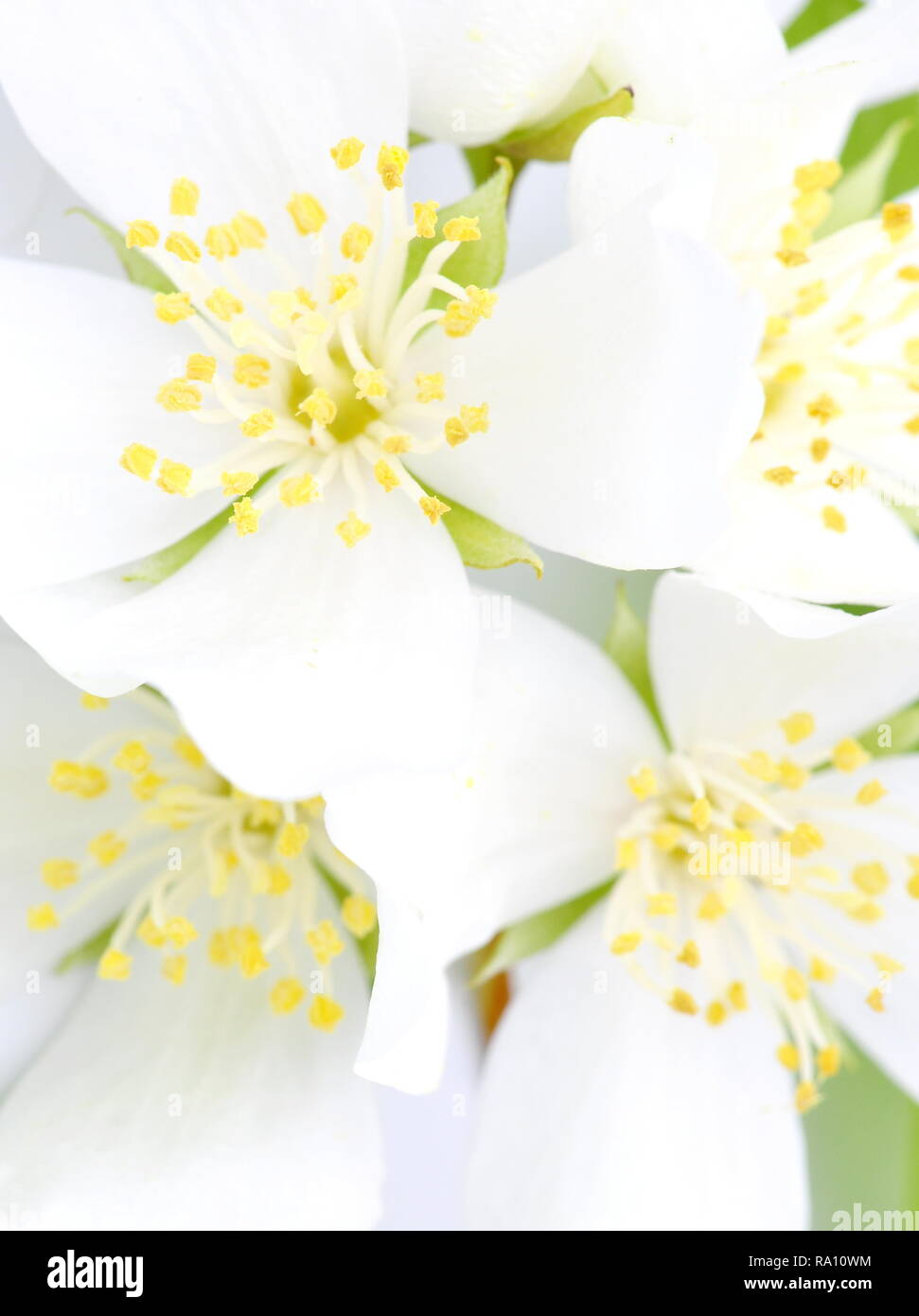 Orange jasmine flowers hi-res stock photography and images - Alamy