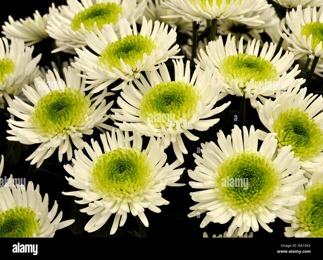 White and green Chrysanthemum flowers on black background Stock Photo