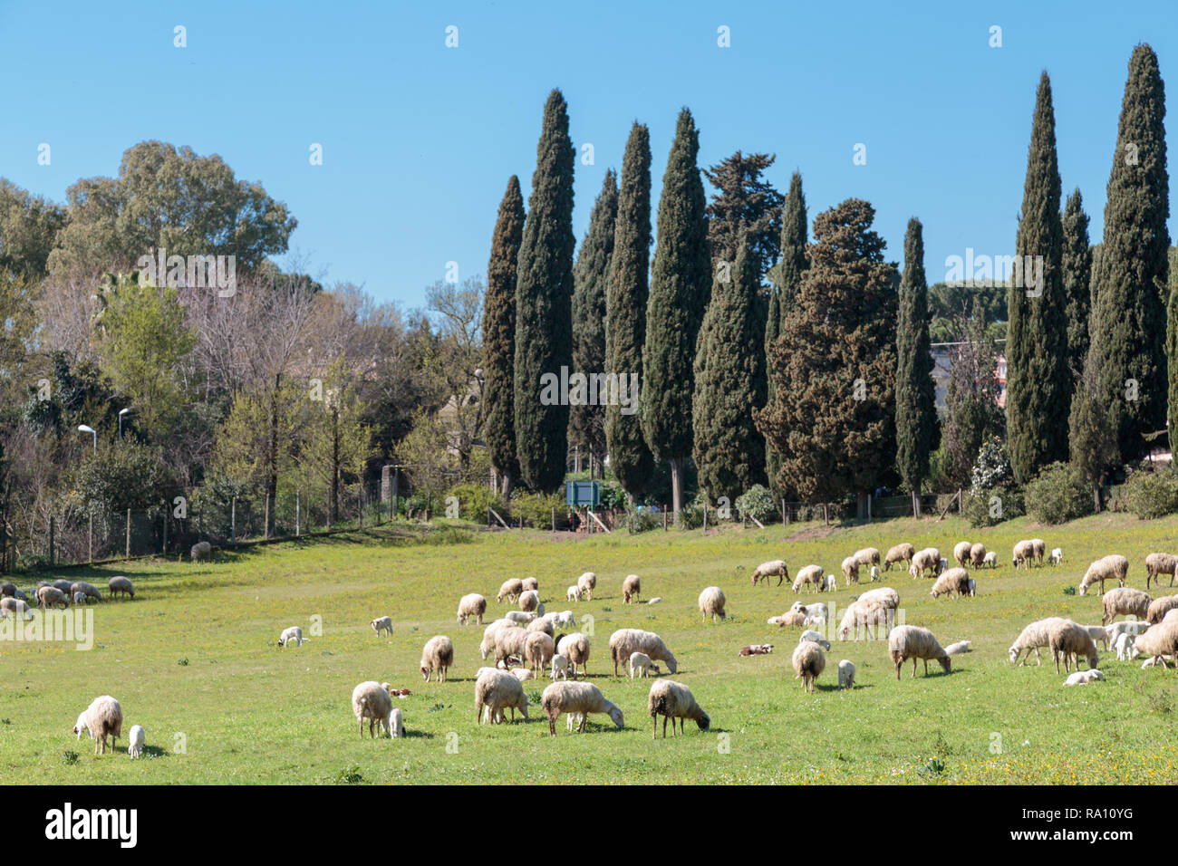 Flock of sheep grazes near Via Appia Antica in Rome, Italy. Stock Photo