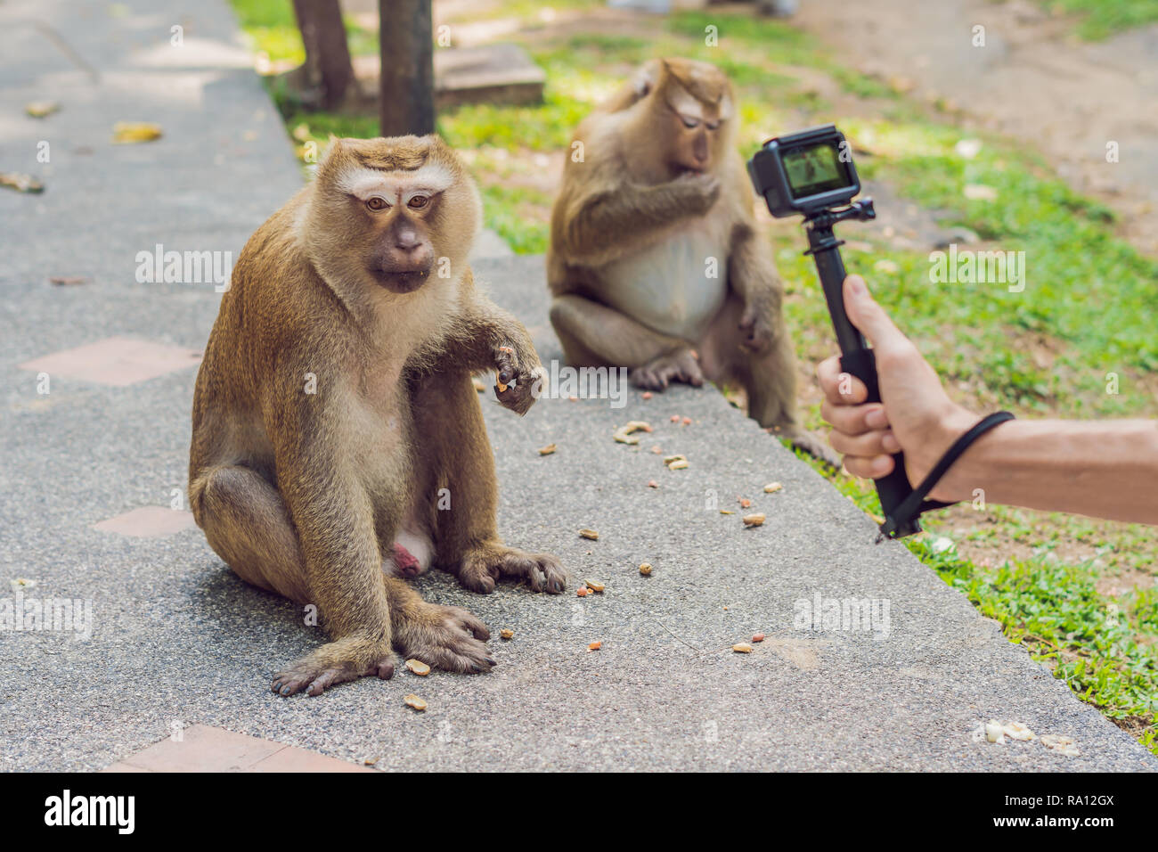 A man takes a picture of a monkey on an action camera Stock Photo