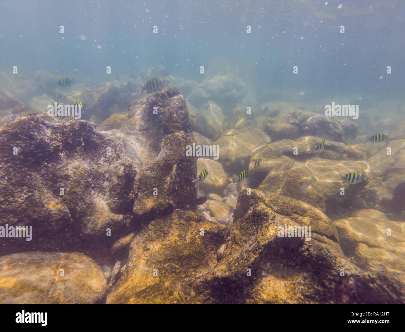 Under Sea Garden High Resolution Stock Photography and Images - Alamy