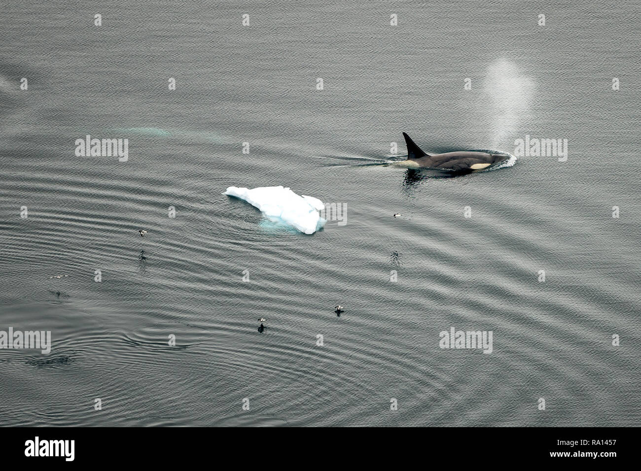 Killer whales in Paradise Harbor, Antarctica Stock Photo