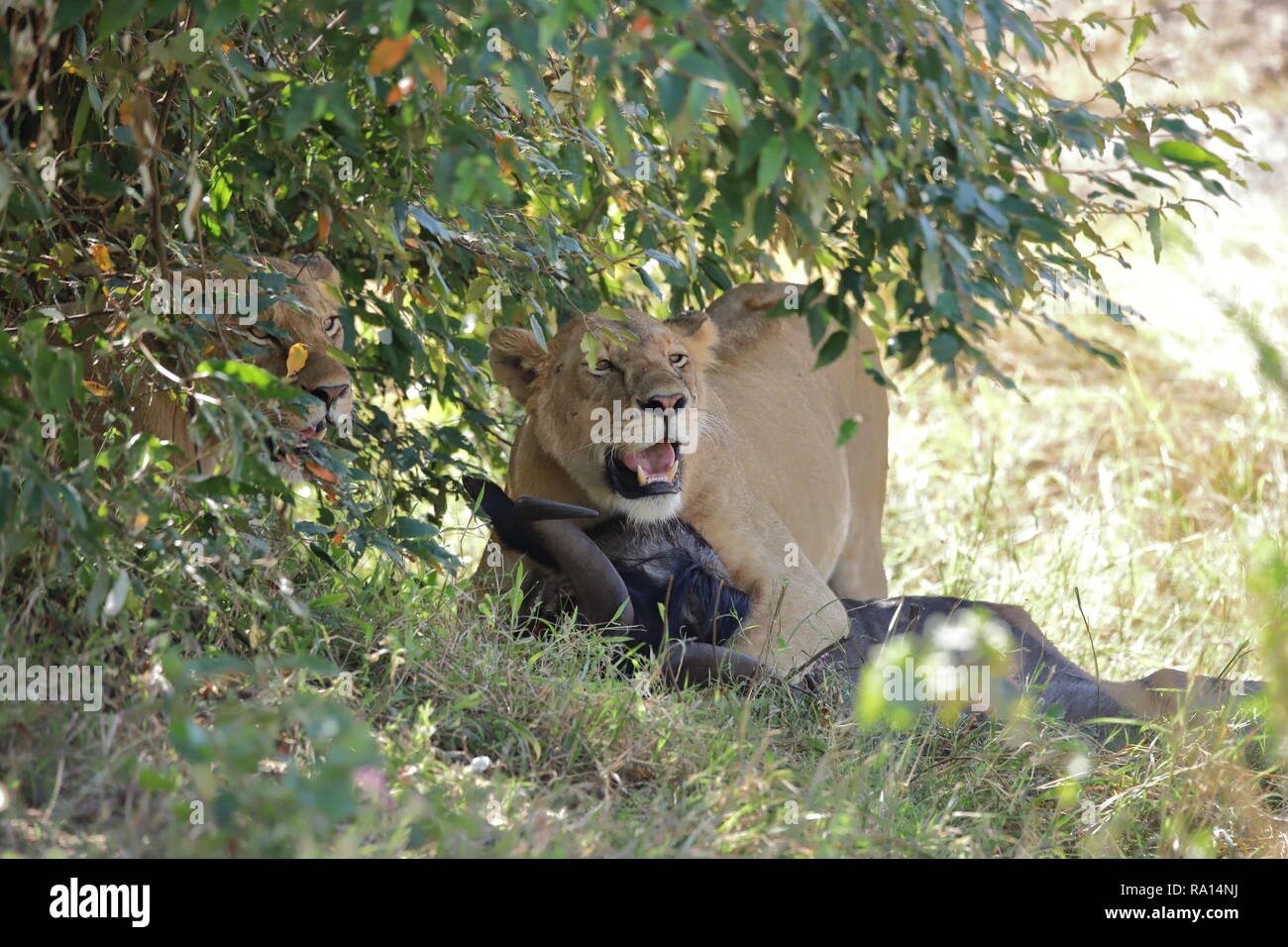 Lion under bush hi-res stock photography and images - Alamy