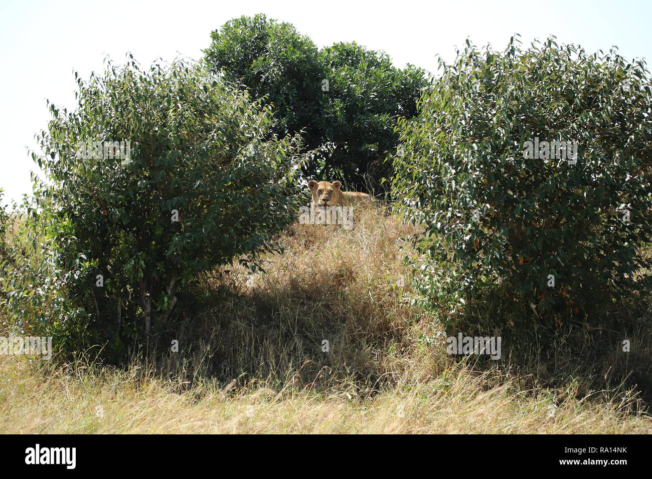 Lion on a hill hires stock photography and images Alamy
