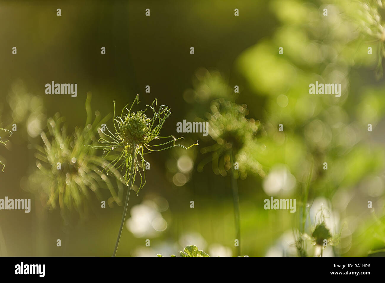 Aliums Stock Photo