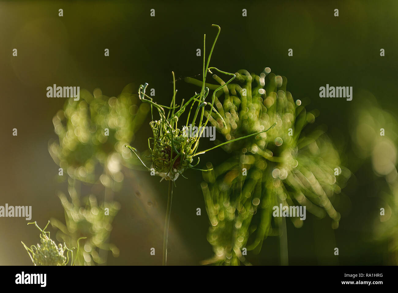 Aliums Stock Photo