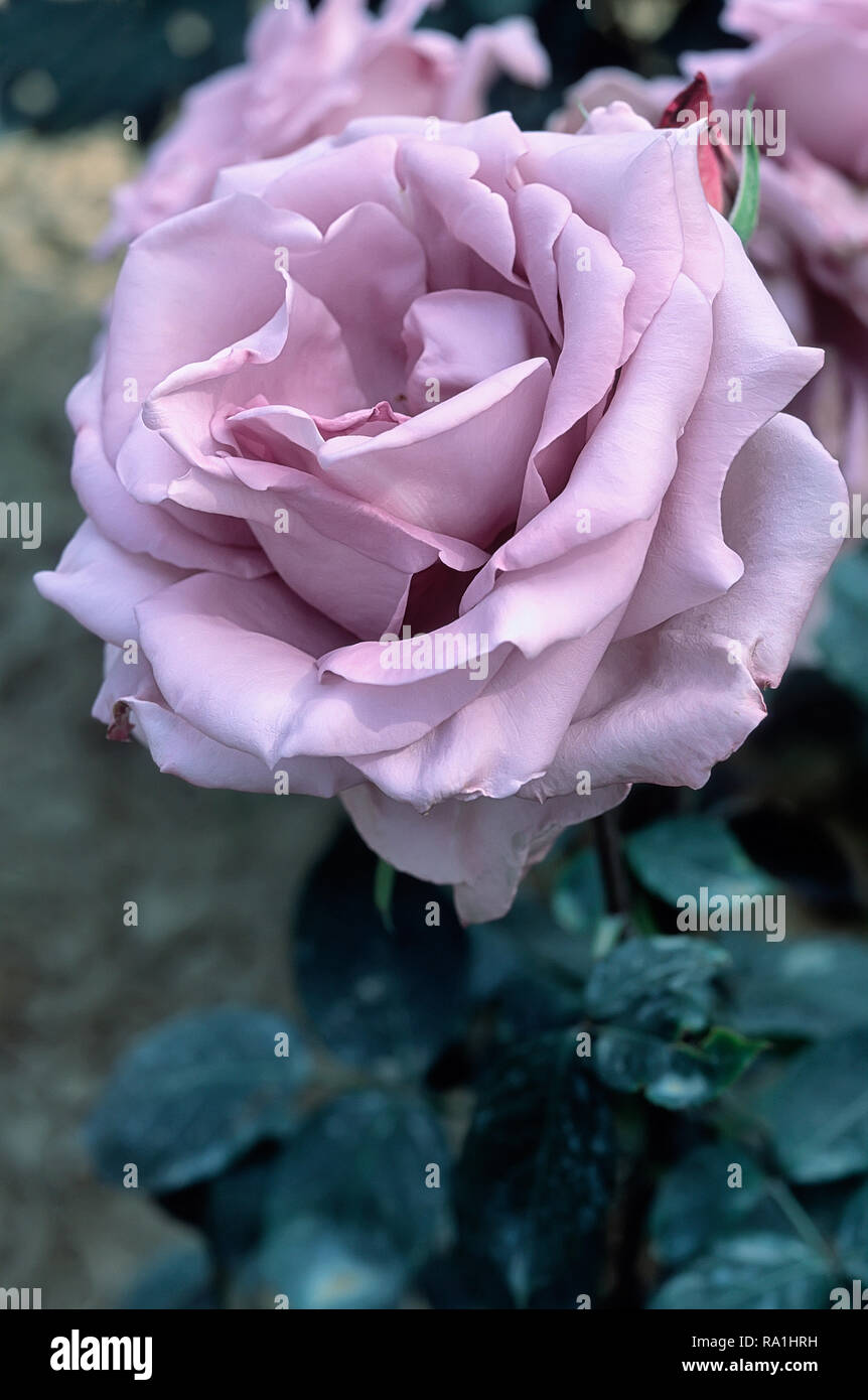 Rosa cv. Blue Moon; Rosaceae; shurb; Hybrid Tea; flower double lavander. Other name Bla Mandag; Blue Monday; Mainzer Fastnacht; Mainzer Rad; Navo-Rose Stock Photo