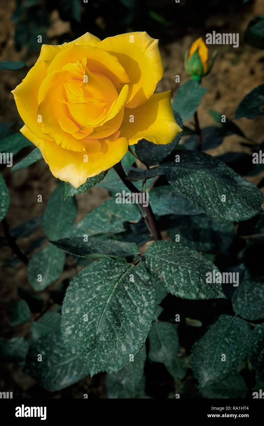 Rosa cv. Inka; TANakni; Rosaceae; shurb; Hybrid Tea; flower double deep  Yellow Stock Photo - Alamy