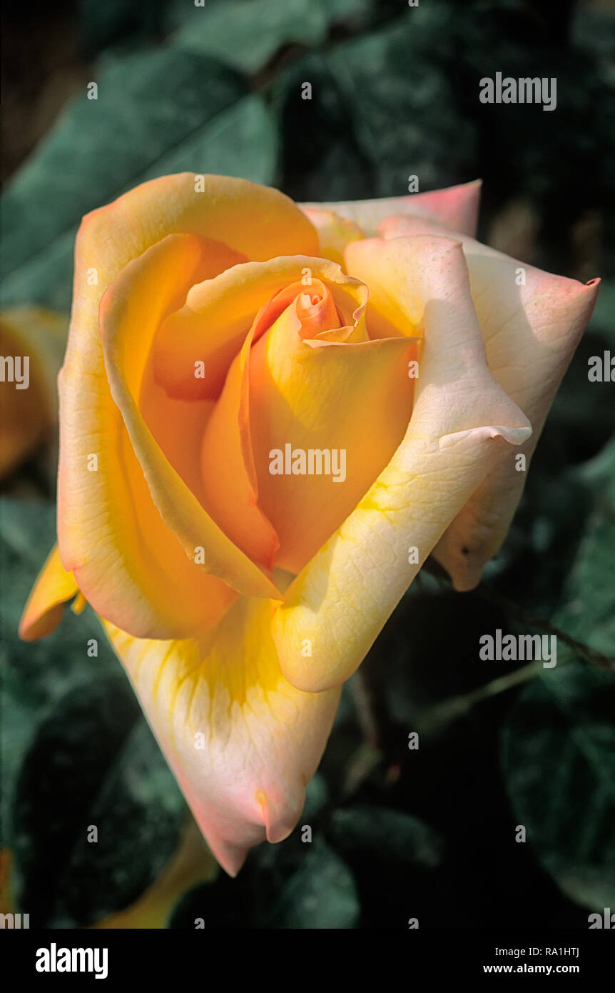 Rosa cv. Dawn Chorus; DICquasar; Rosaceae; shurb; Hybrid Tea; flower double orange blend. Stock Photo