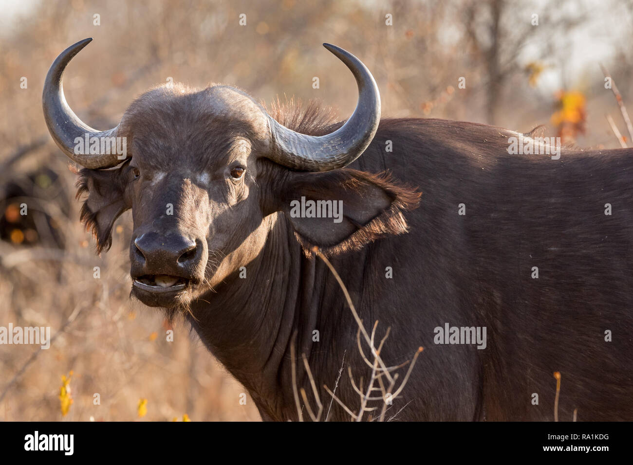 Portrait of young Cape buffalo cow chewing grass Photo - Alamy