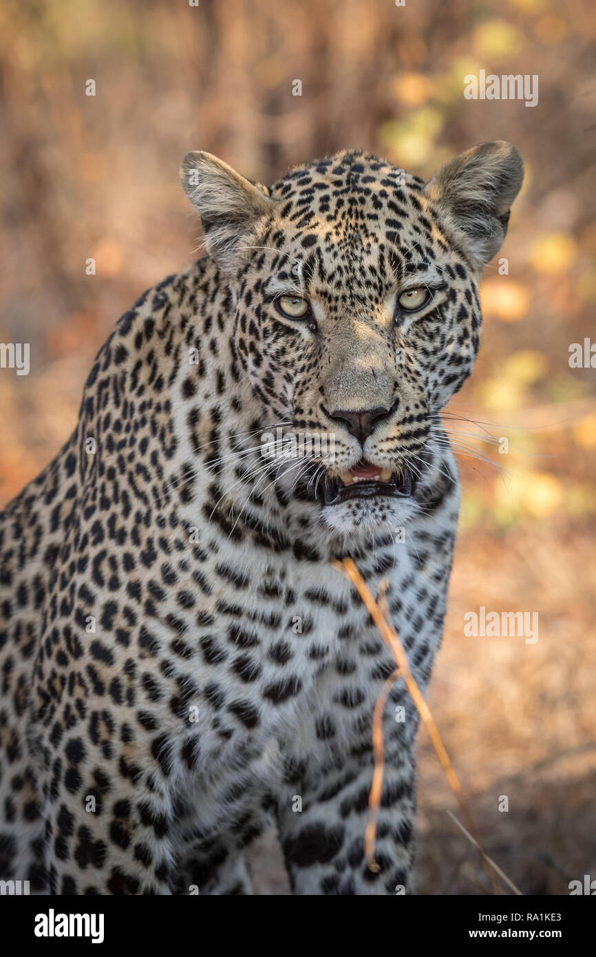 Portrait of gorgeous male leopard in beautiful light. Stock Photo