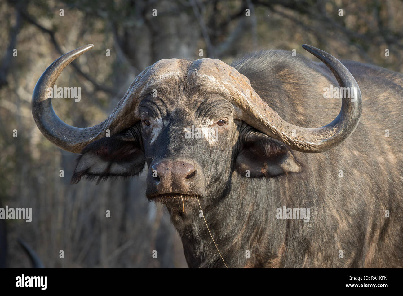 Trophy Cape buffalo bull with angry look staring straight at viewer