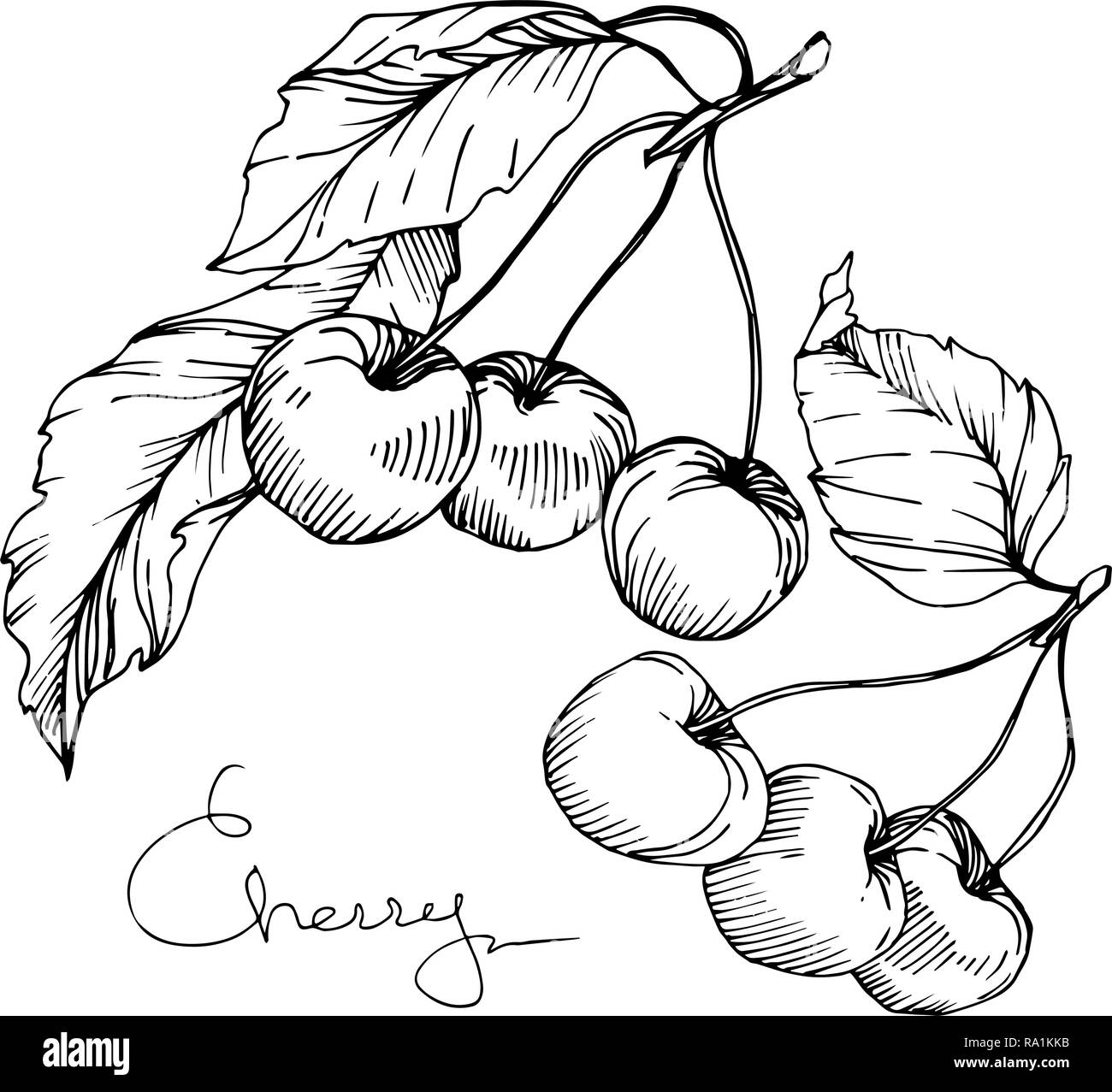 Vector Cherry fruit. Black and white engraved ink art. Isolated berry ...