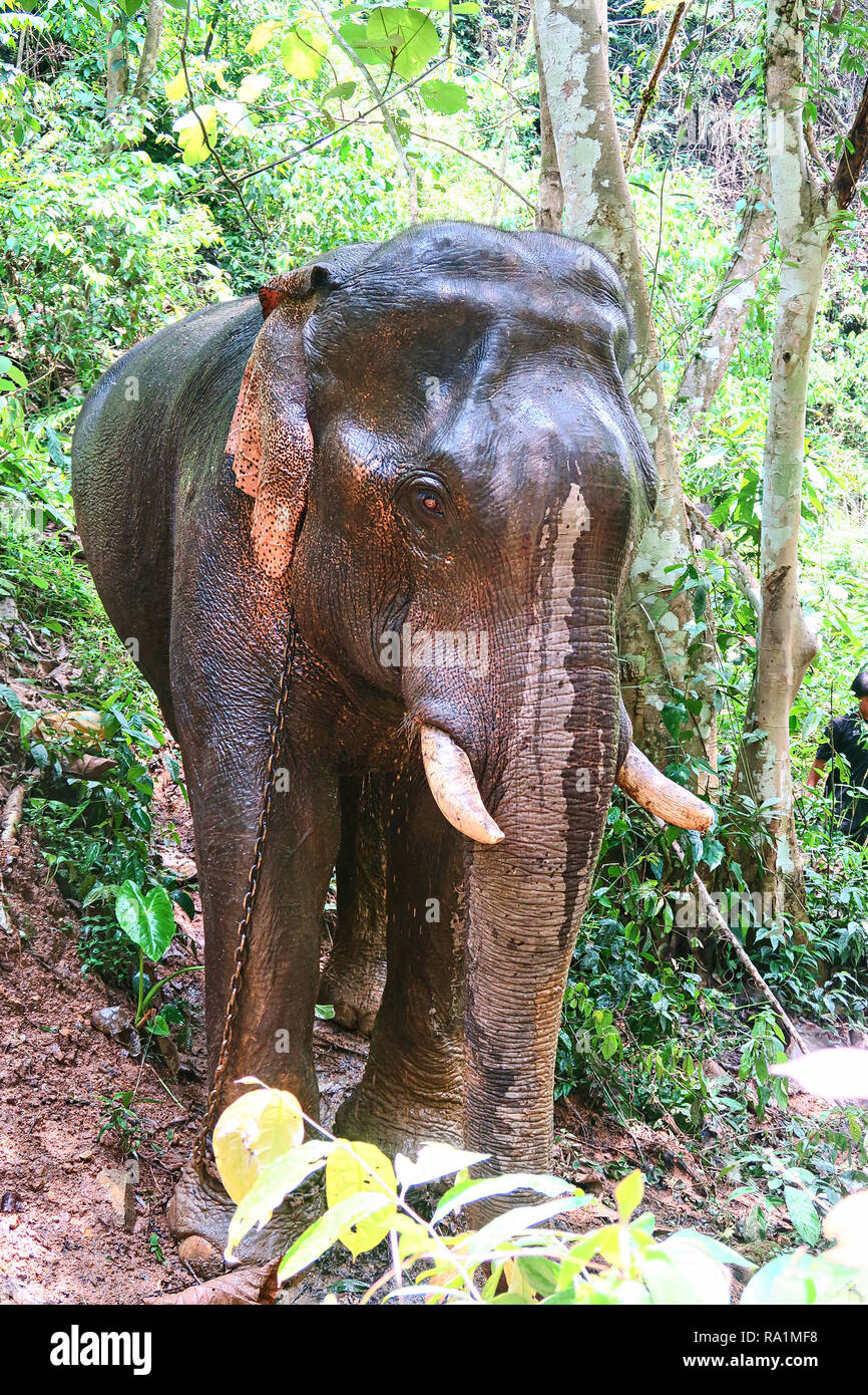Asian Elephant in the Jungle in Thailand Stock Photo