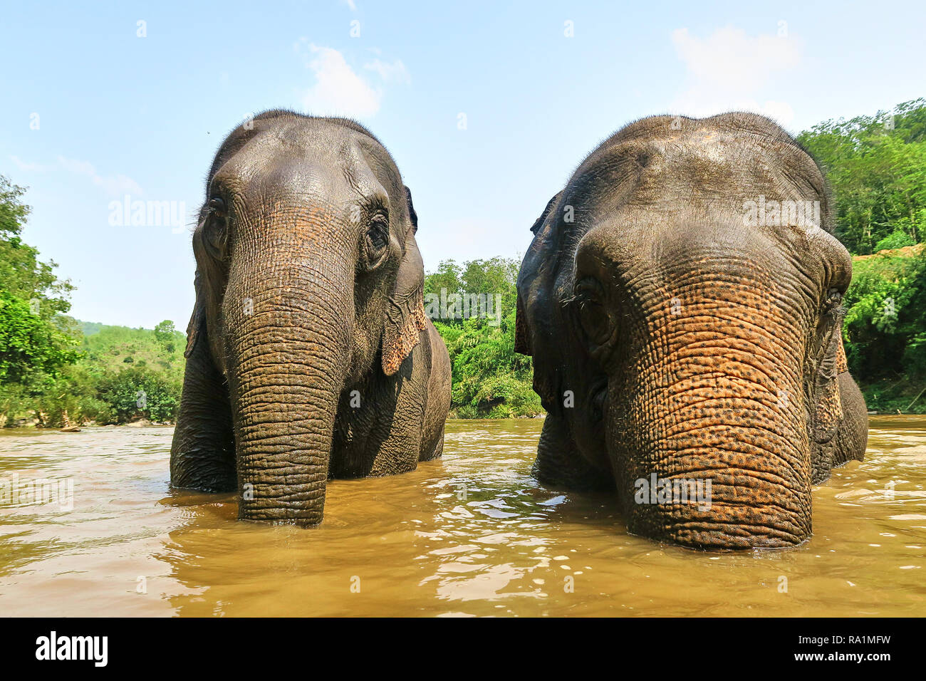 Couple of Asian Elephants in a river taking a bath Stock Photo