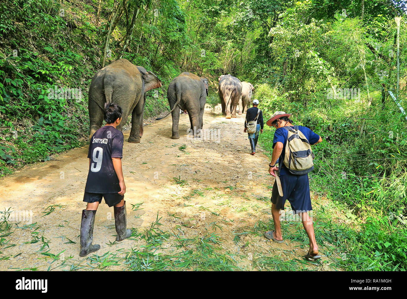 Men driving elephants back to the village Stock Photo