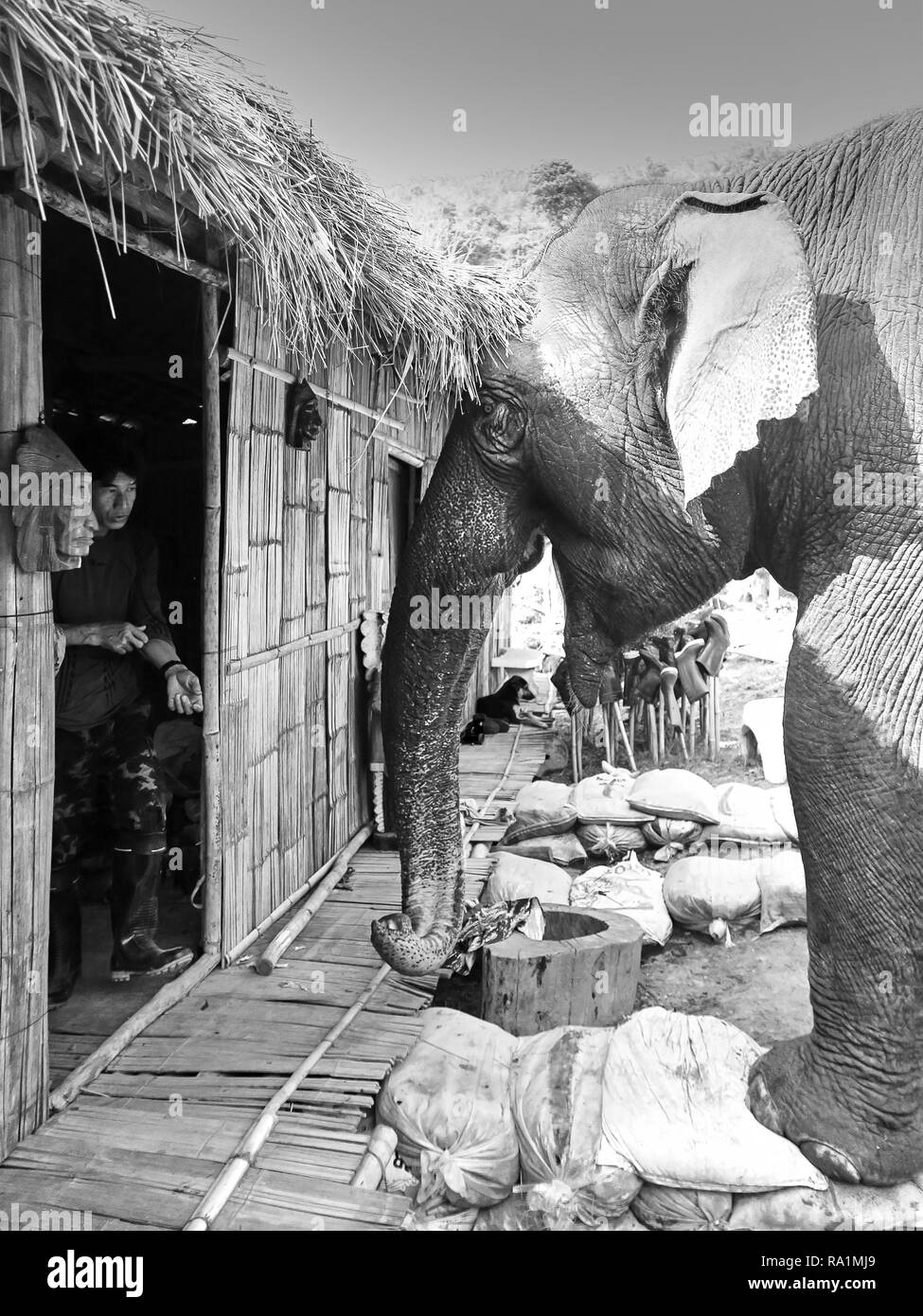 Two Asiatic Elephants in a thailandese village Stock Photo