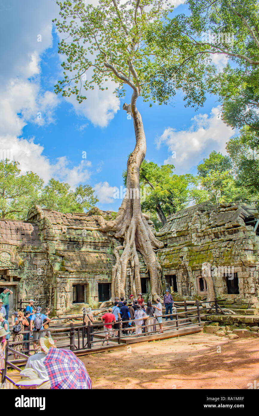 A very tall tree has it's roots in Ankor Thom's historic ruins Stock ...