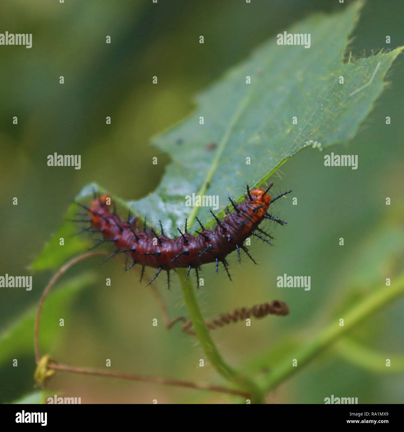 Tawny Coster caterpillar feeding on Passion fruit vine Stock Photo