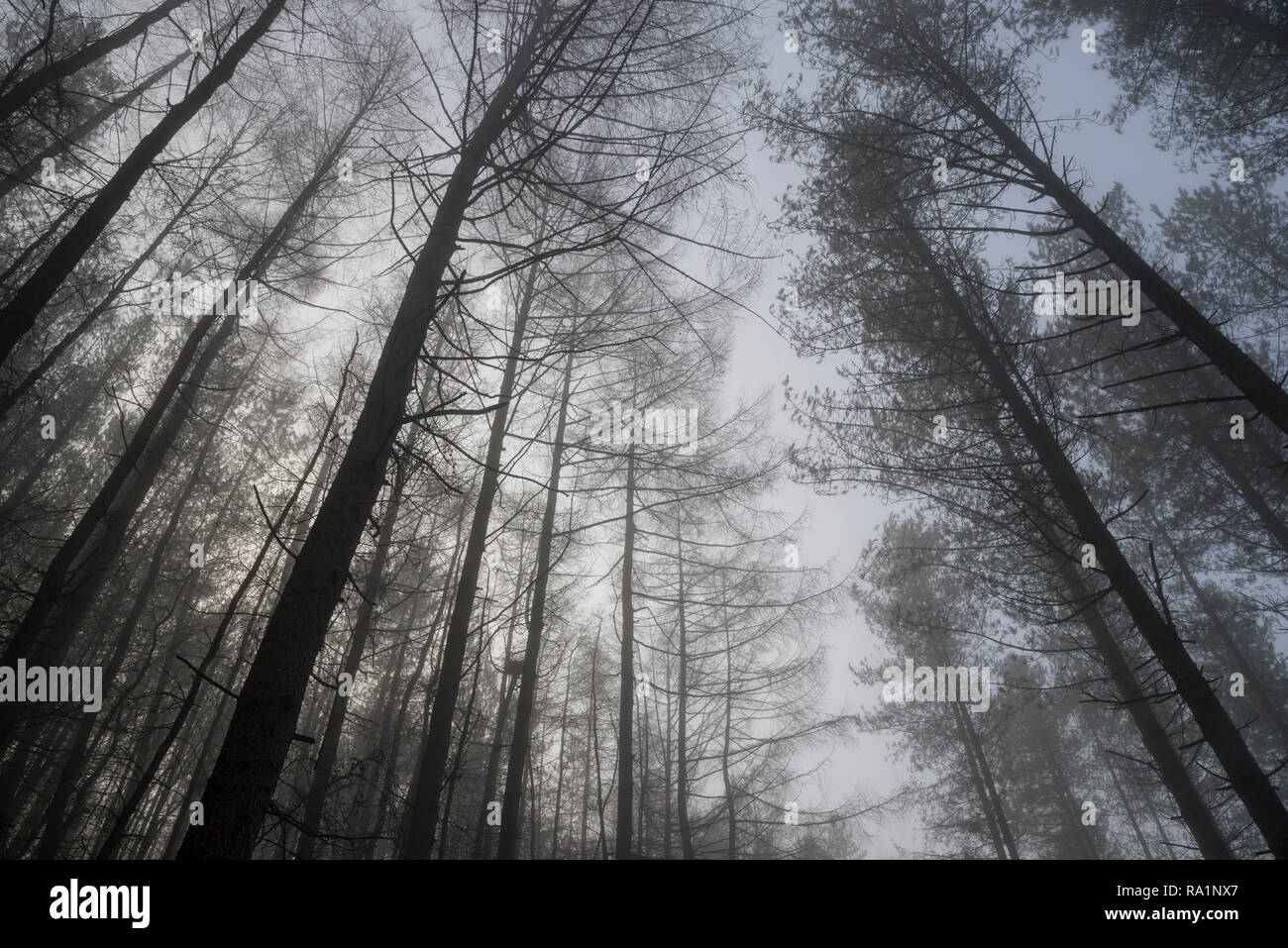 Atmospheric winter morning in Erncroft woods, Etherow country park, Stockport, England. Foggy conditions in the dense forest. Stock Photo