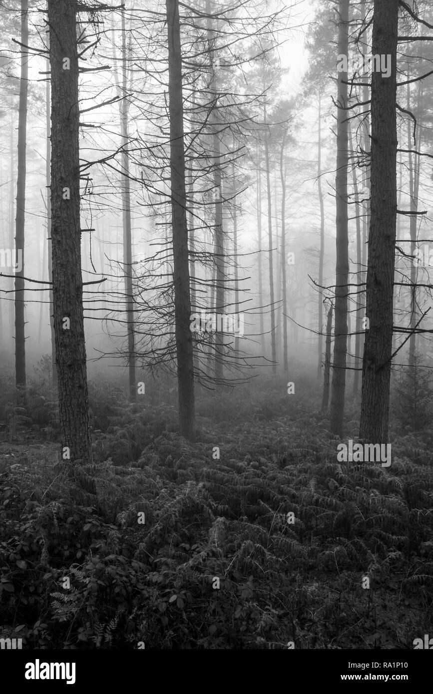 Black park country park england Black and White Stock Photos & Images