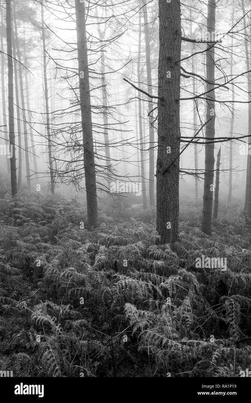 Atmospheric winter morning in Erncroft woods, Etherow country park, Stockport, England. Foggy conditions in the dense forest. Stock Photo