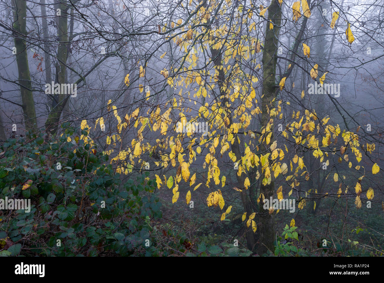 Yellow leaves hanging onto tree in foggy winter woodland. Stock Photo