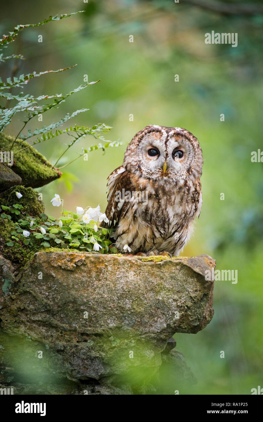 Sitting on the moss covered dry stone wall, amongst the the ferns & Wood Sorrel, a sleepy Tawny Owl stares through the foliage back towards the camera Stock Photo