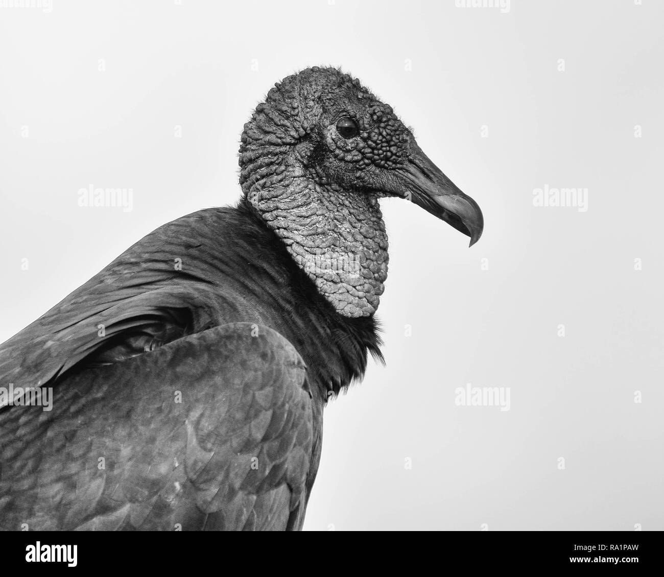 Black vulture stock image