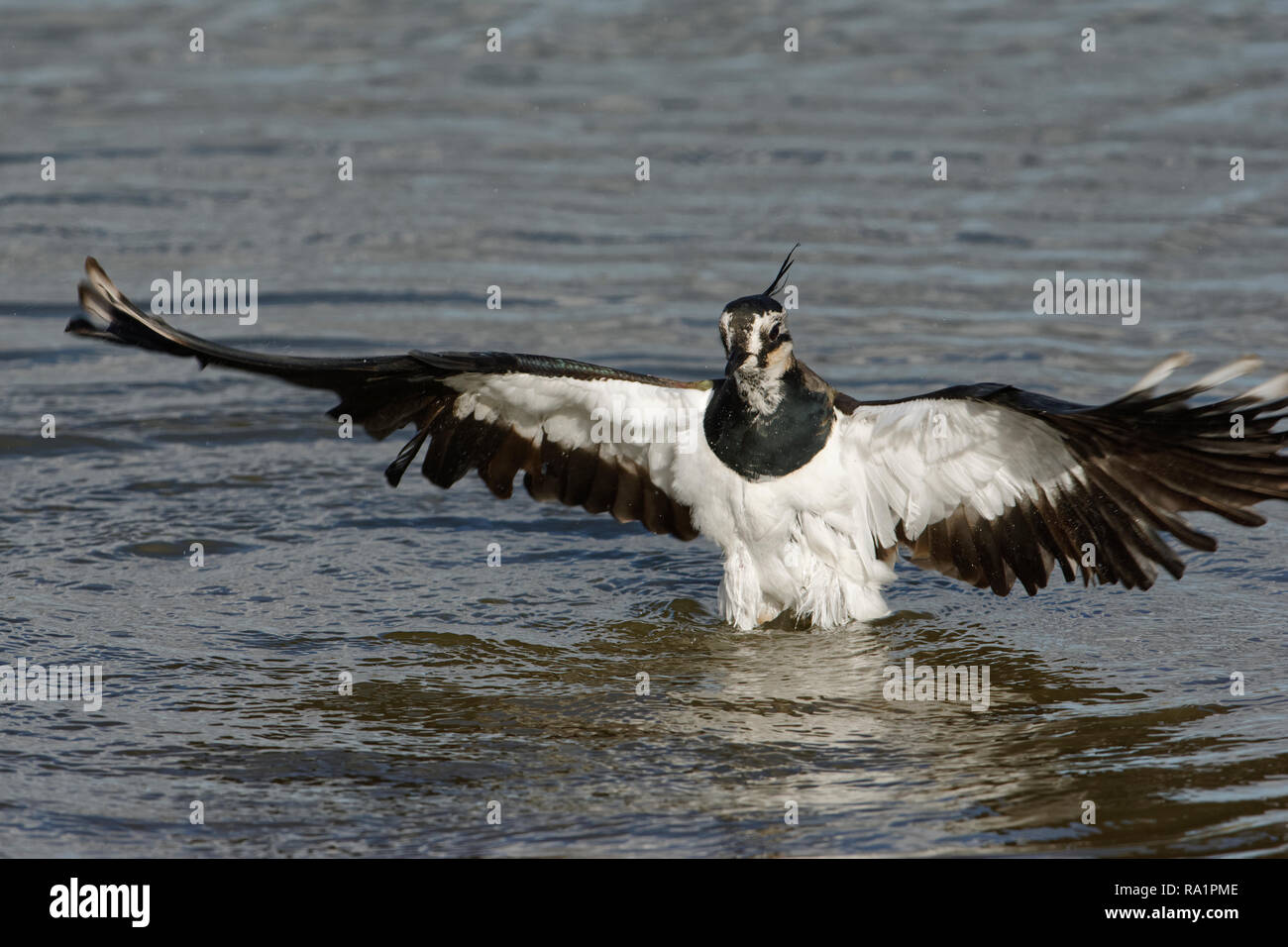 Northern Lapwing - Vanellus vanellus  In water wings open Stock Photo