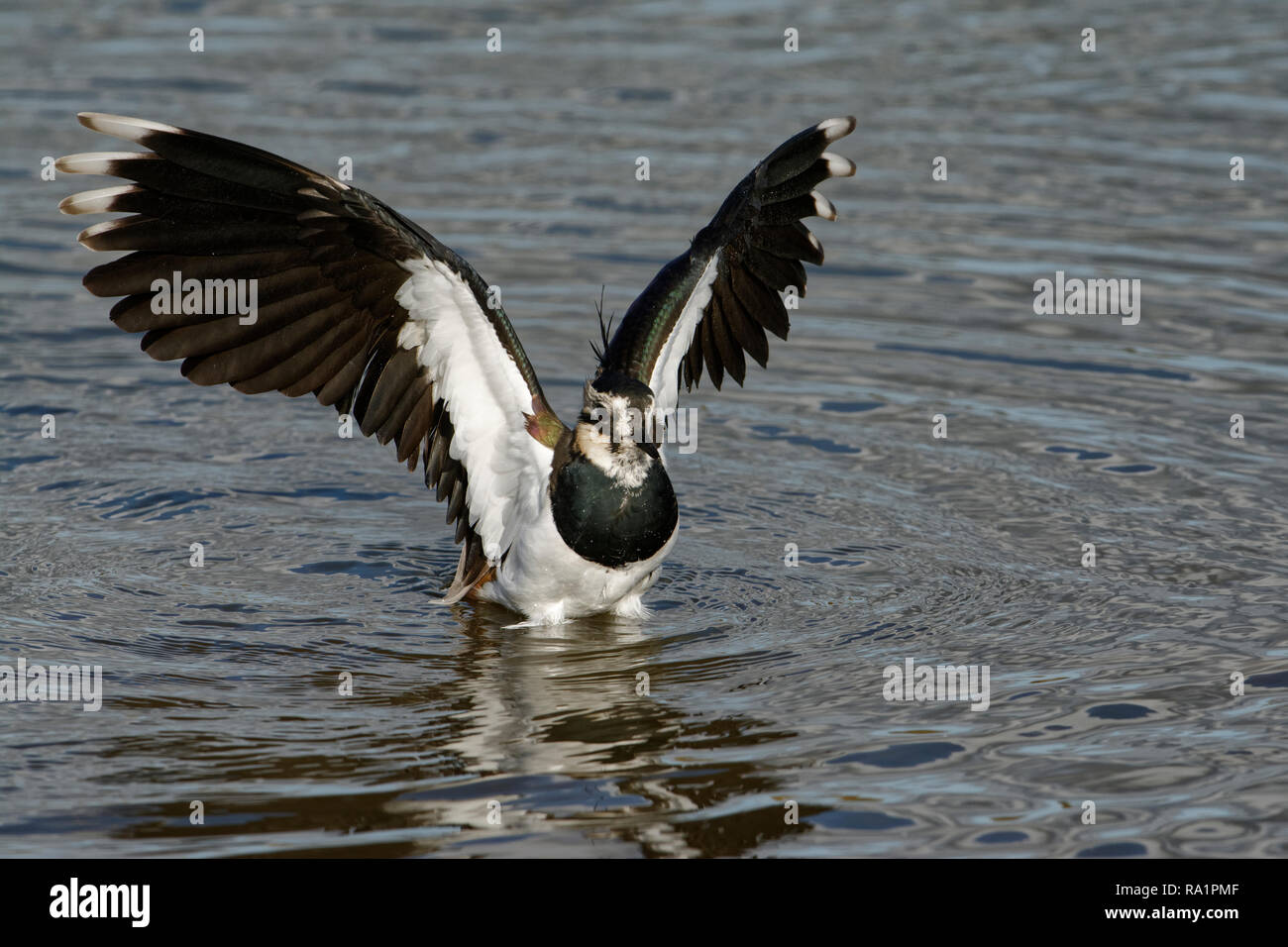 Northern Lapwing - Vanellus vanellus  In water wings open Stock Photo