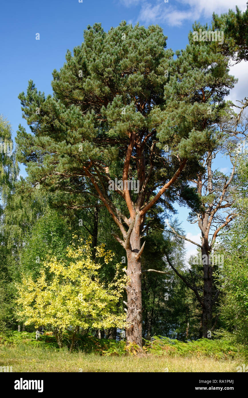 Scots Pine Tree Pinus sylvestris Native Scottish tree by Loch Rannoch