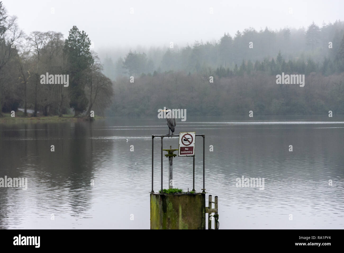 Grey Heron (Ardea cinerea) perched on a monk outlet with no swimming sign on Shearwater lake Longleat with mist shrouding trees in the background Stock Photo