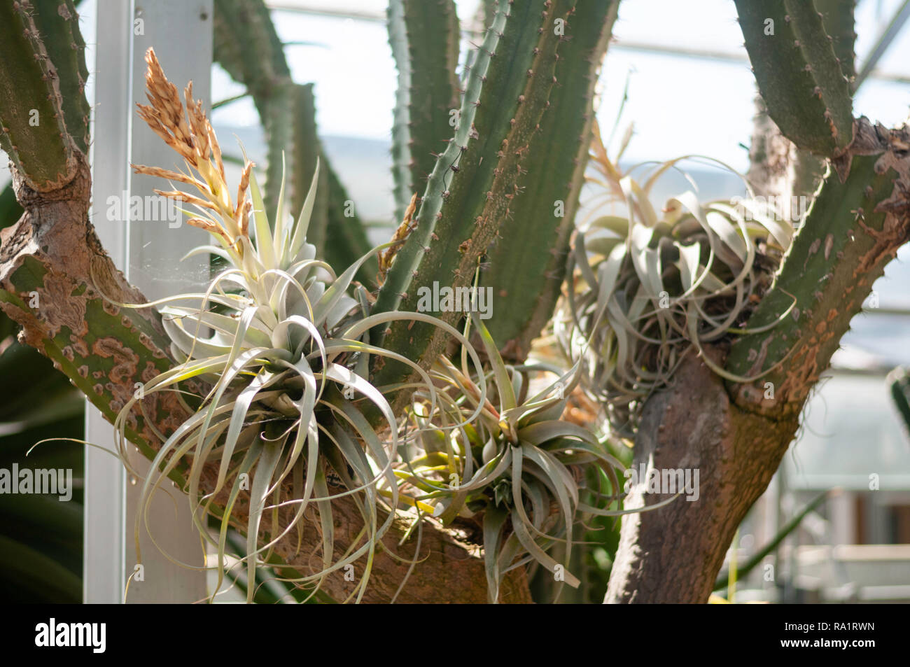 tillandsia air plants growing on a cactus. Shot at the Oxford botanical gardens inside the arid house. Stock Photo