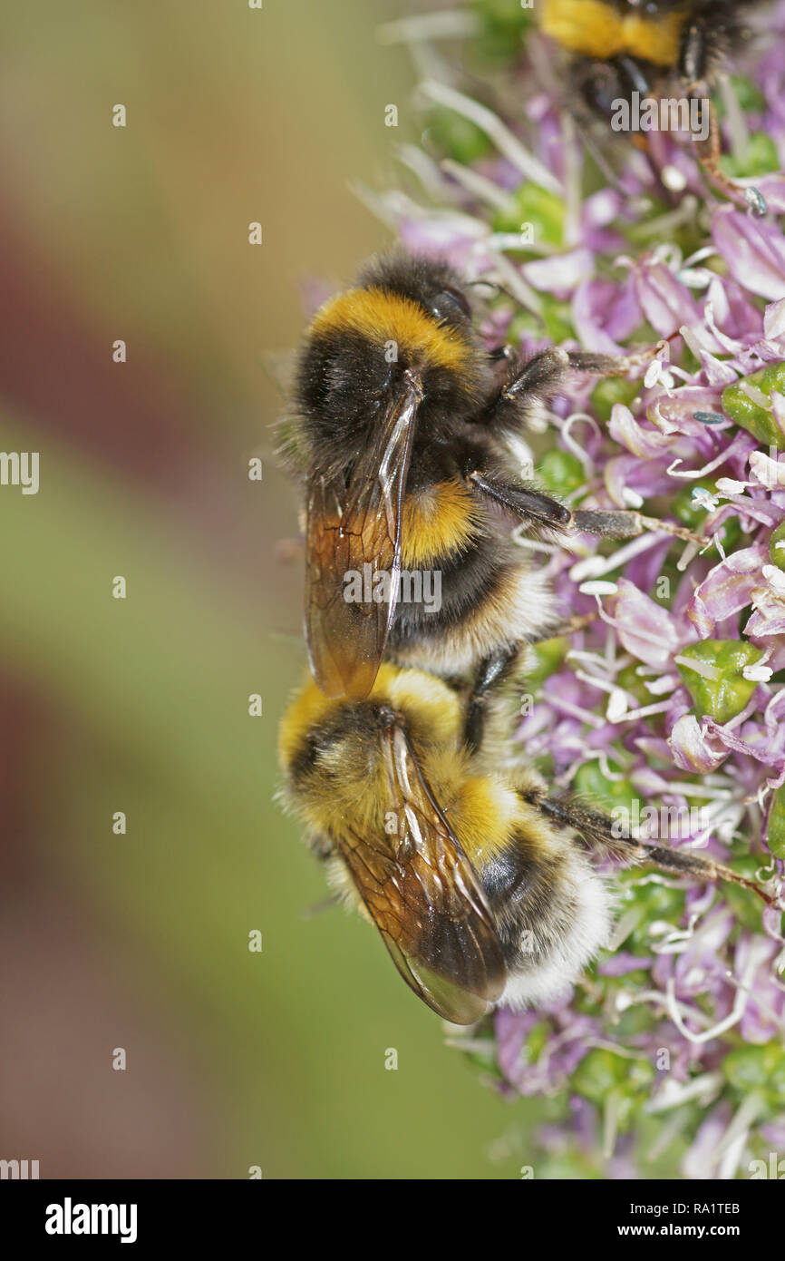 Buff-tailed Bumblebees Stock Photo