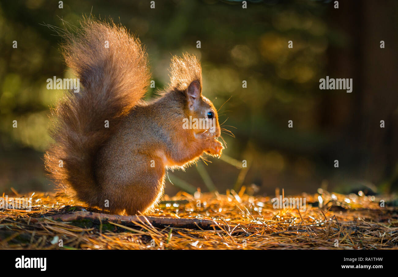 A young endangered Red Squirrel foraging for food on a carpet of fallen autumnal pine needles silhouetted by the setting sun. Stock Photo